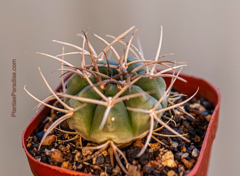 Gymnocalycium Spegazzinii (Cachipampa)