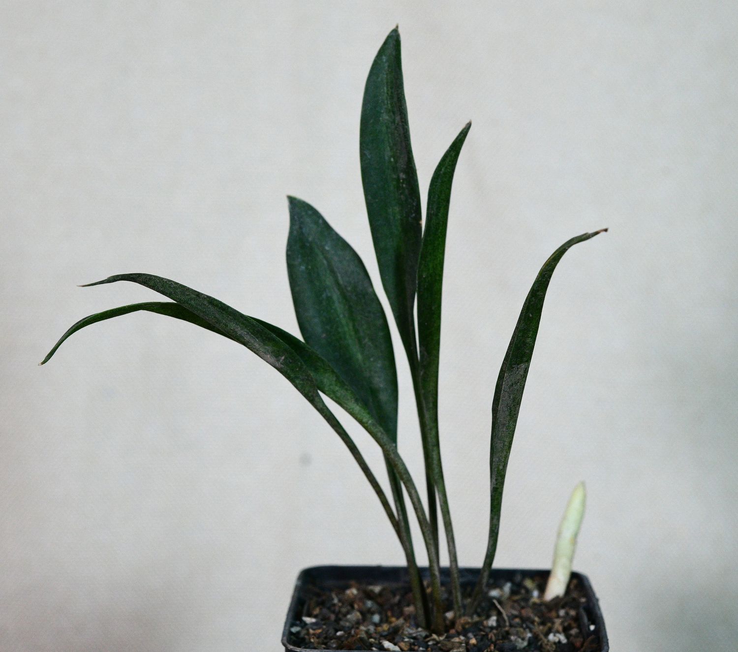 Sansevieria concinna Sansevieria concinna with multiple upright leaves