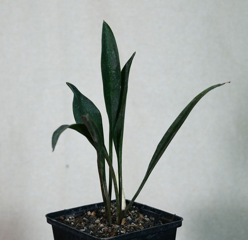 Sansevieria concinna front view showing leaf arrangement