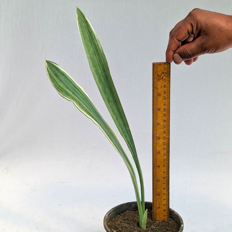 Sansevieria manolin Siam Silver