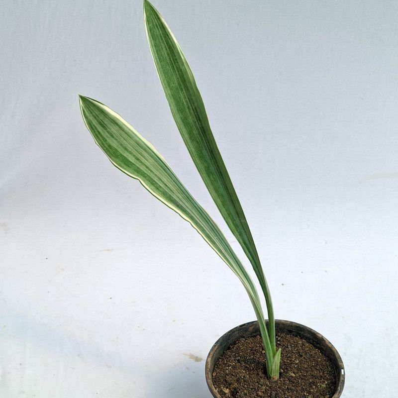 Sansevieria manolin Siam Silver