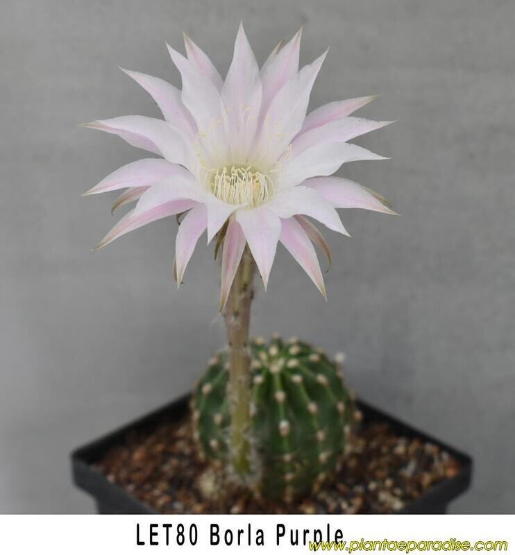 Echinopsis hybrid "Borla Purple"-With Flower