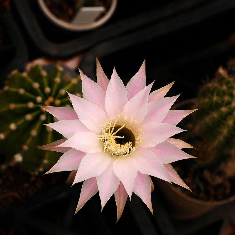 Echinopsis hybrid Echinopsis hybrid "Borla Purple"-With Flower