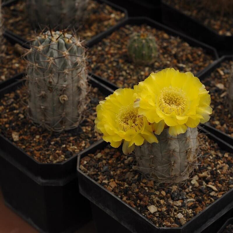 Acanthocalycium Glaucum P394 S. of Hualfin Catamarca Argentina