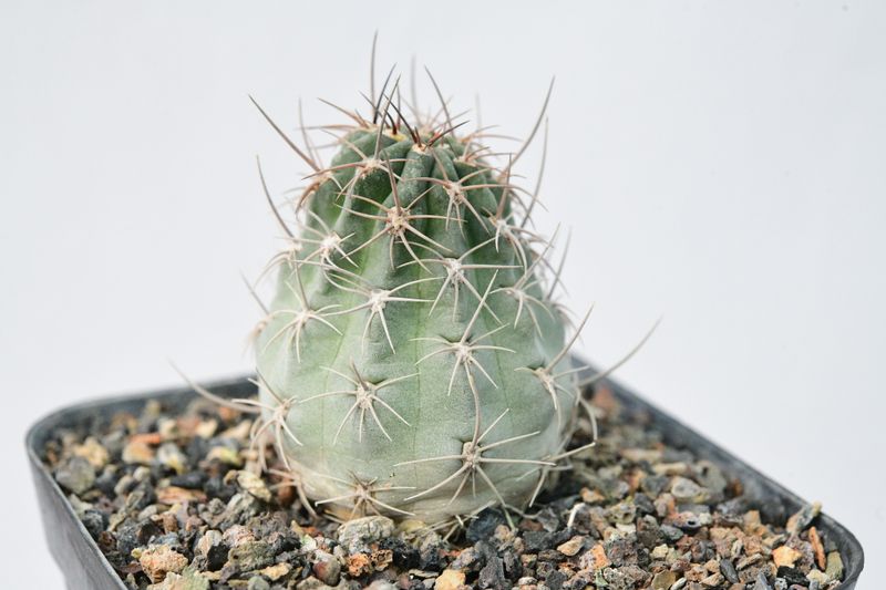 Acanthocalycium Glaucum P394 S. of Hualfin Catamarca Argentina