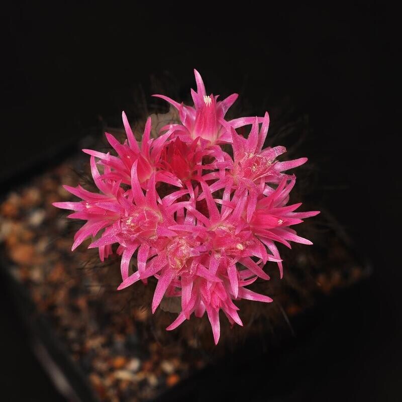 Eriosyce villosa (Huasco) in full bloom with densely packed pink flowers