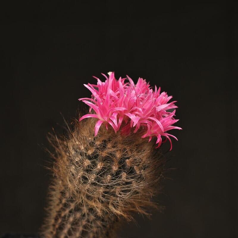 Eriosyce villosa (Huasco) displaying bright pink flowers from side angle