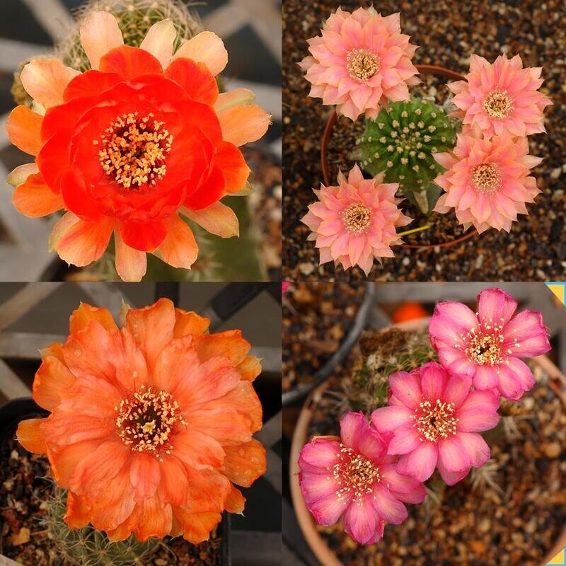 Cactus (Echinopsis - Lobivias - Trichocerous Only ) with red-orange and pink flowers in various stages of bloom
