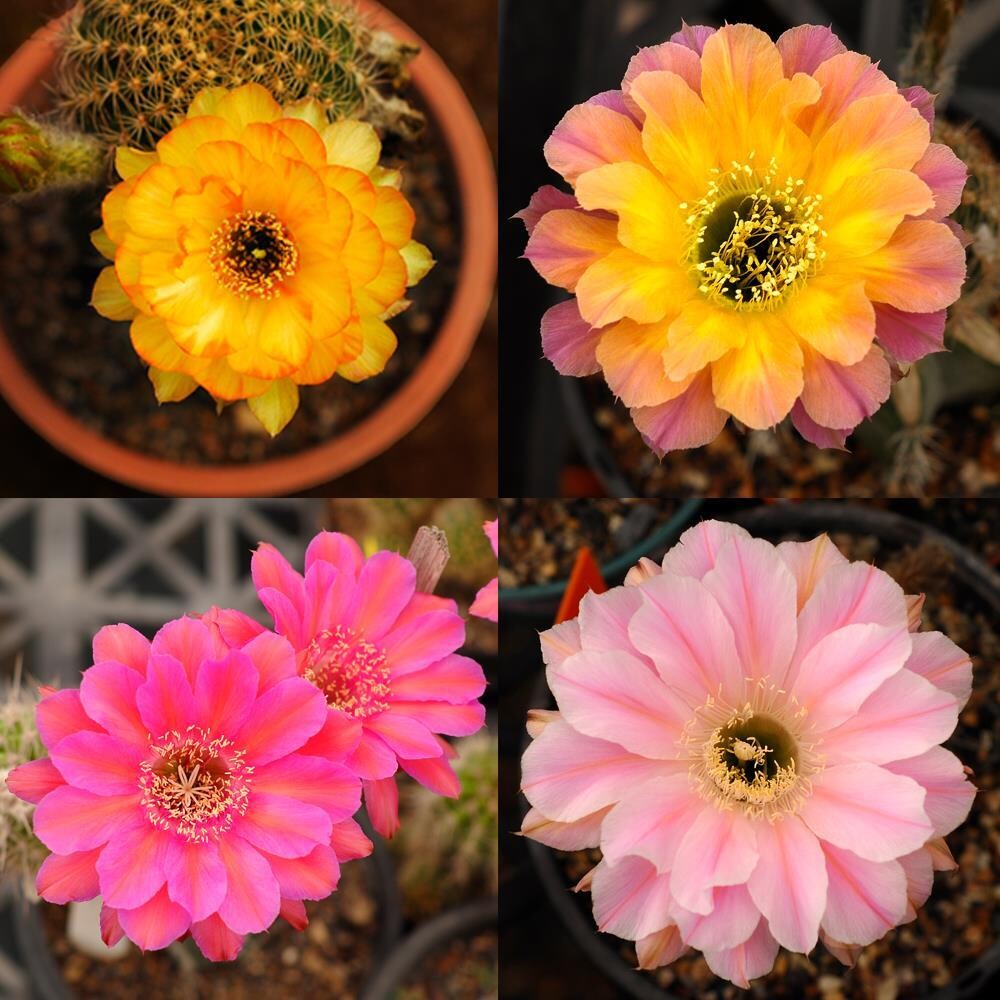 Mix seeds of Cactus (Echinopsis - Lobivias - Trichocerous Only )