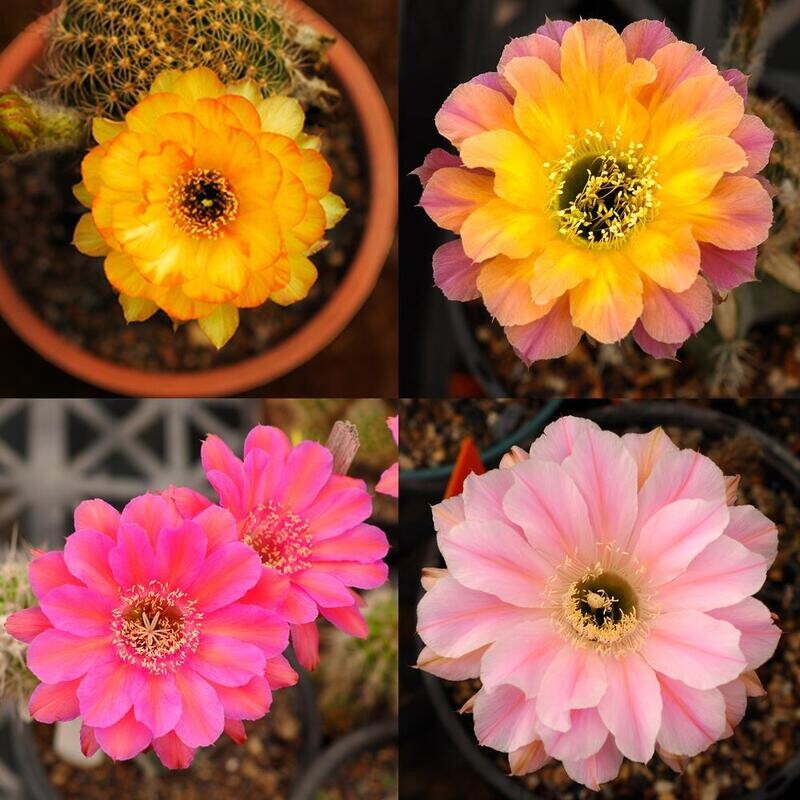 Cactus (Echinopsis - Lobivias - Trichocerous Only ) displaying four blooms in yellow, coral, hot pink, and light pink