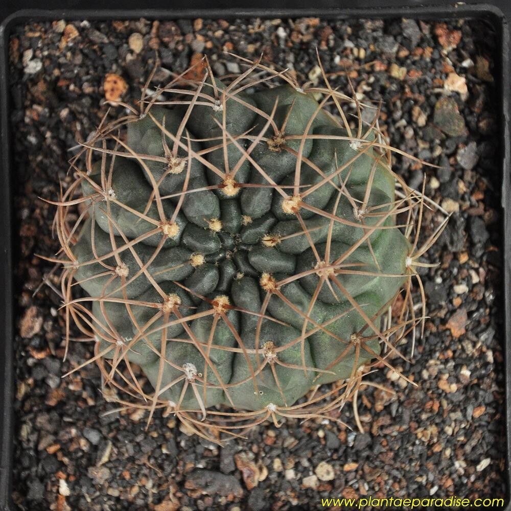 Gymnocalycium  hossei