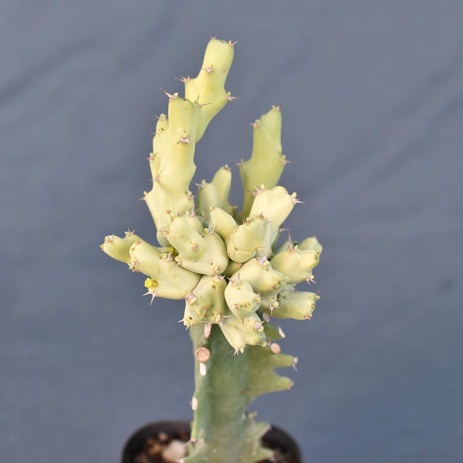 Euphorbia clivicola variegata