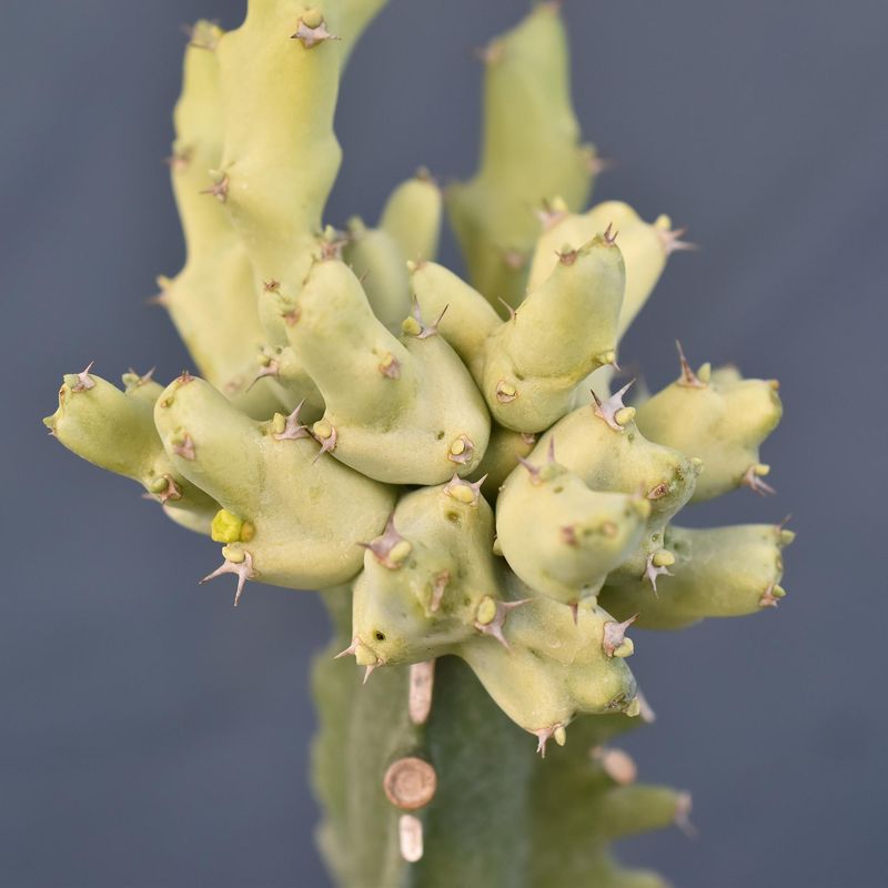 Euphorbia clivicola variegata