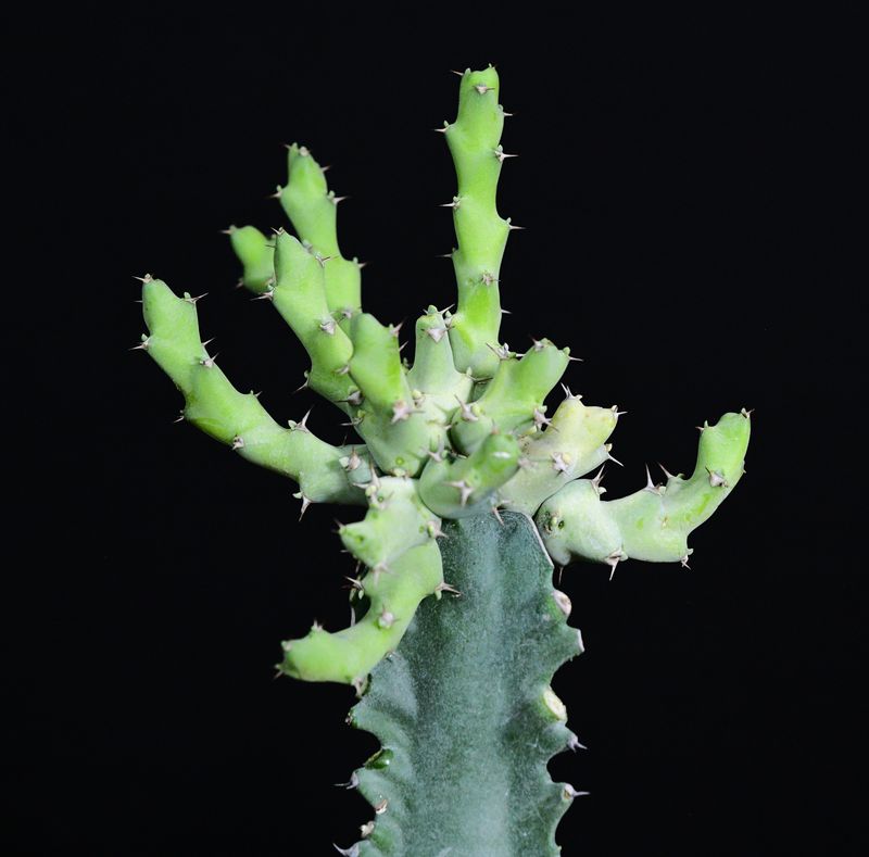 Euphorbia clivicola variegata Euphorbia clivicola variegata close-up of crown and branching structure