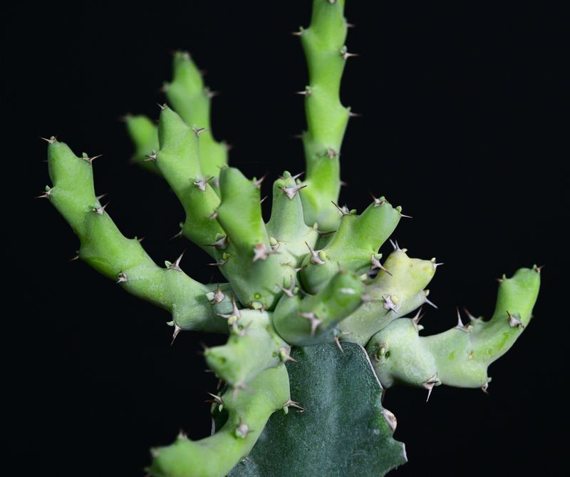 Euphorbia clivicola variegata top-down view of plant apex