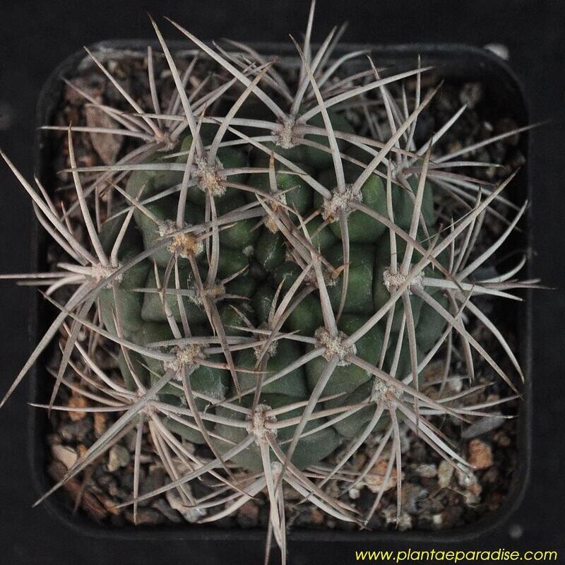Gymnocalycium valniceckianum (Synonym: Gymnocalycium mostii)El Zapato, Cordoba