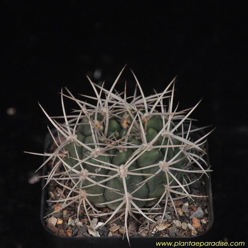 Gymnocalycium valniceckianum (Synonym: Gymnocalycium mostii)El Zapato, Cordoba