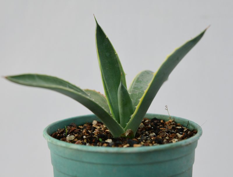 Agave macroacantha Blue Ribbon Variegated Agave macroacantha Blue Ribbon Variegated