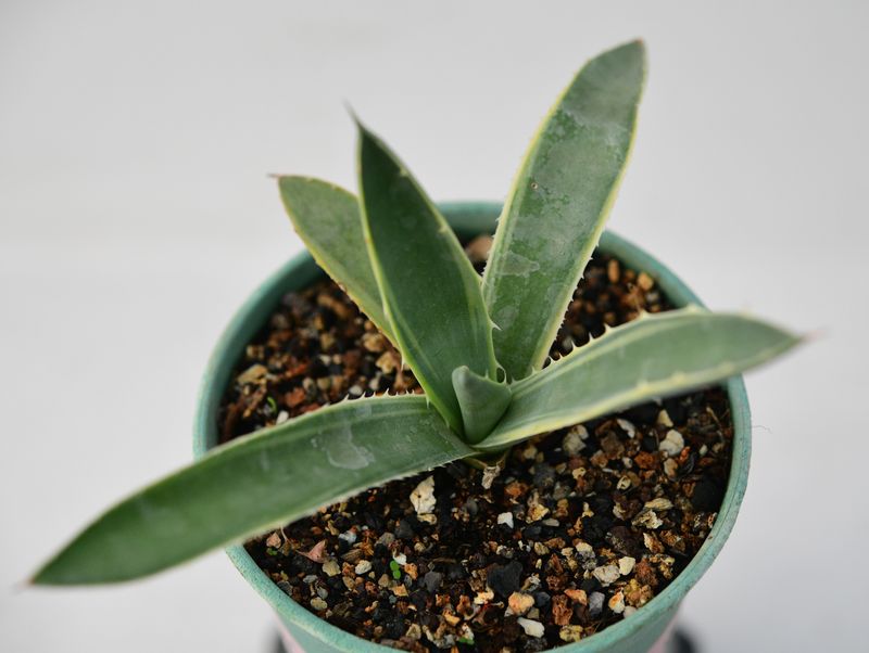 Agave macroacantha Blue Ribbon Variegated