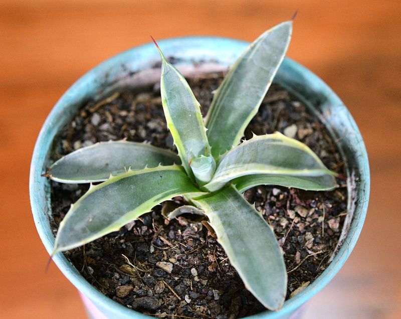 Agave macroacantha Blue Ribbon Variegated Agave macroacantha Blue Ribbon Variegated