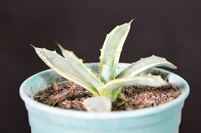 Agave macroacantha Blue Ribbon Variegated