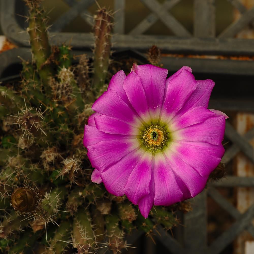Echinocerous pentalophous-With Flower