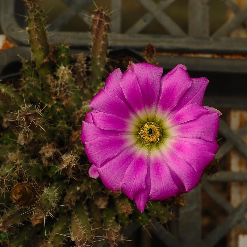 Echinocerous pentalophous-With Flower