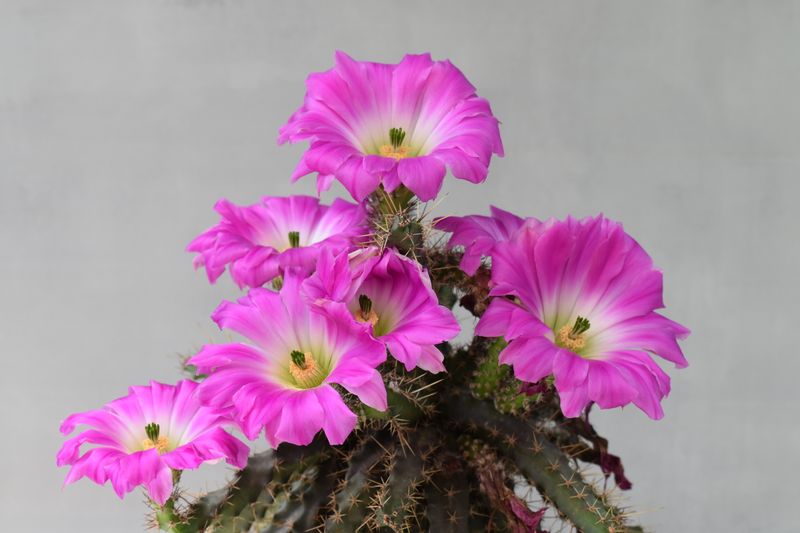 Echinocerous pentalophous