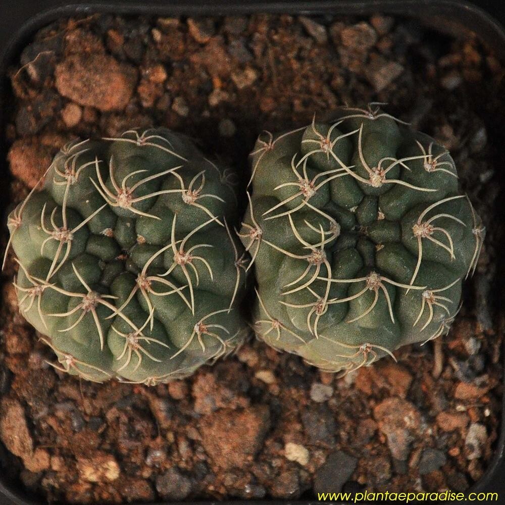 Gymnocalycium  Ubelmannianum