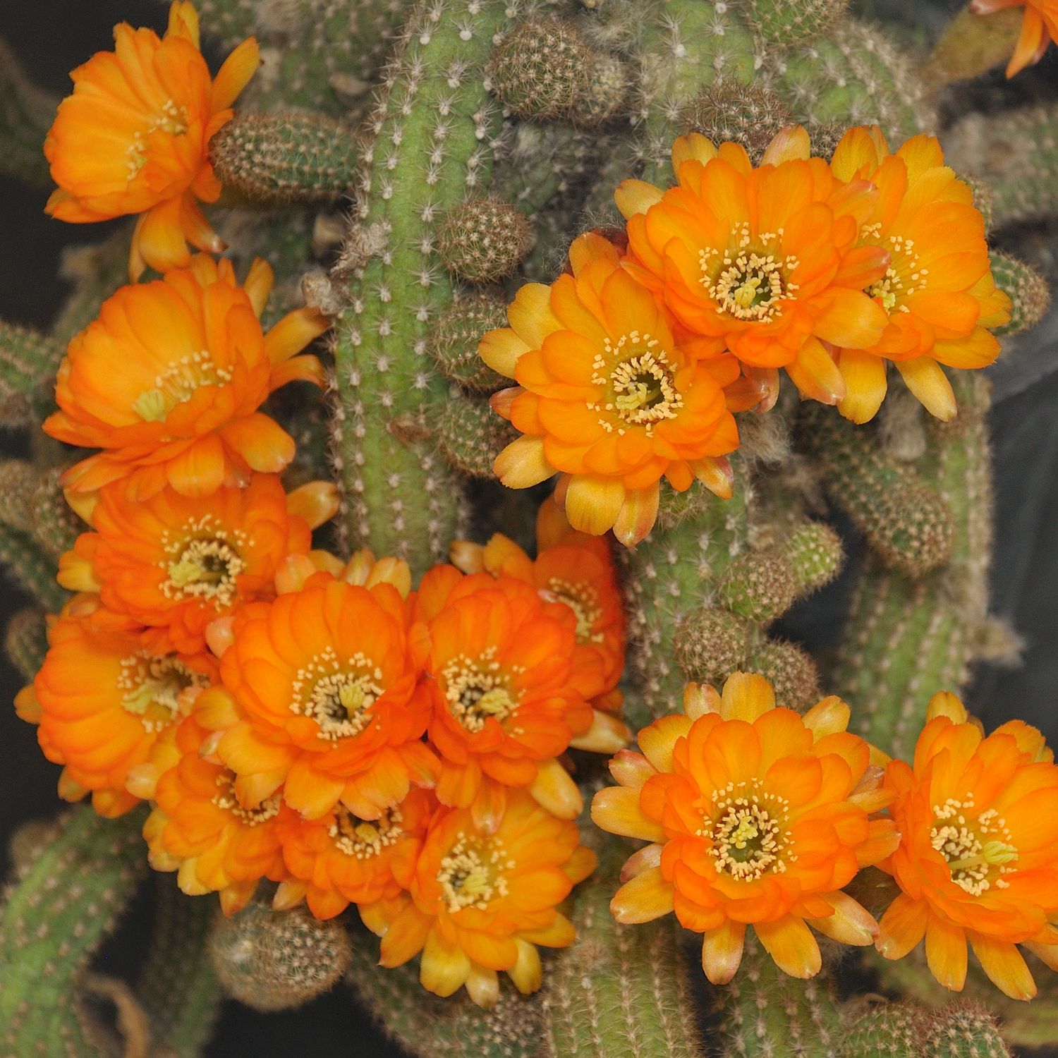 Chamaelobivia Tiger auge (Peanut Cactus) Chamaelobivia Tiger auge (Peanut Cactus) in full bloom with multiple orange flowers