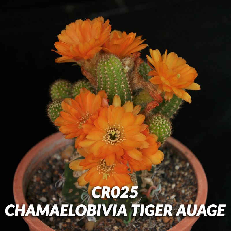 Chamaelobivia Tiger auge (Peanut Cactus)