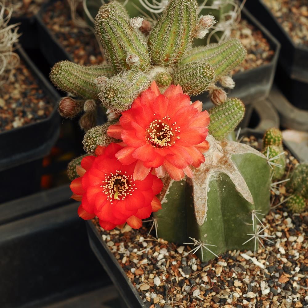 Chamaelobivia Hybrid CR024 (Peanut Cactus)