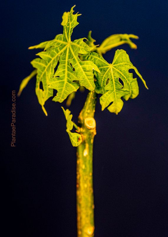 Cnidoscolus aconitifolius syn Jatropha aconitifolia,chaya, tree spinach young plant with yellowing foliage
