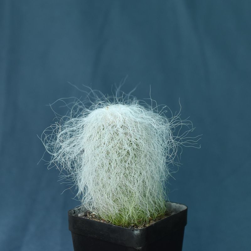 Cephalocereus Senilis Aka Old Man Cactus