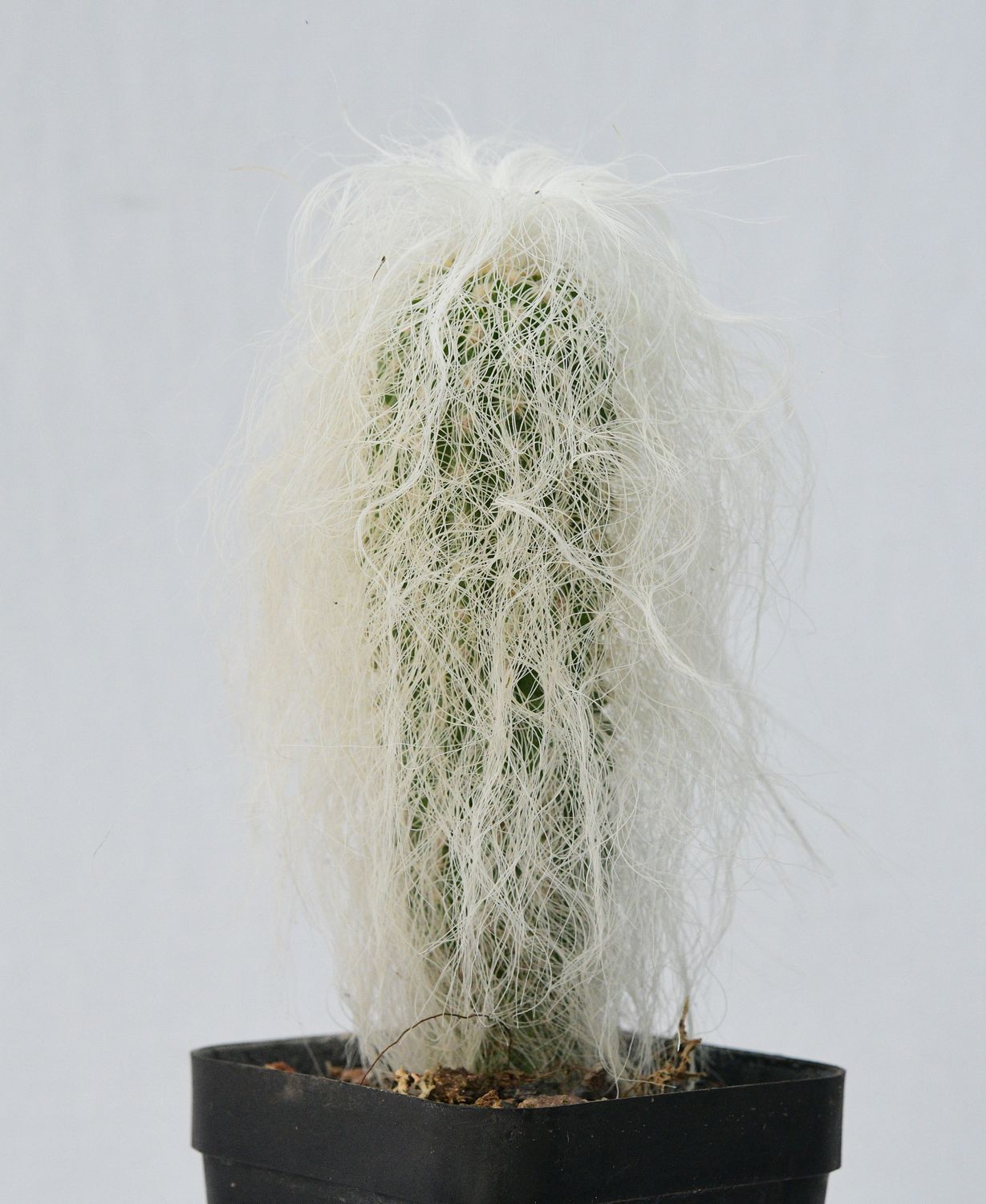 Cephalocereus Senilis Aka Old Man Cactus