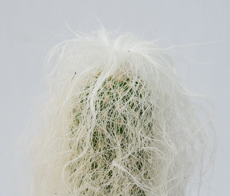 Cephalocereus Senilis Aka Old Man Cactus