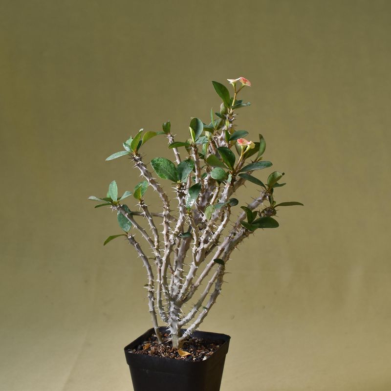 Euphorbia milii