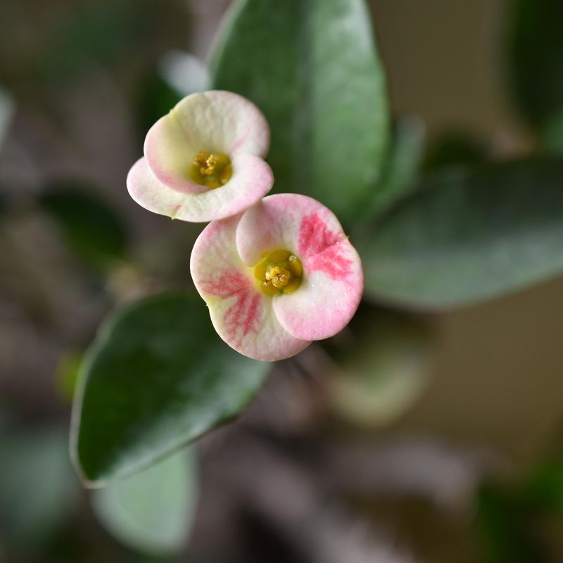 Euphorbia milii