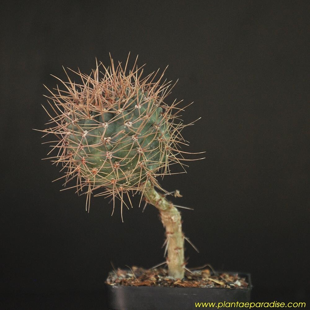 Gymnocalycium lukasikii