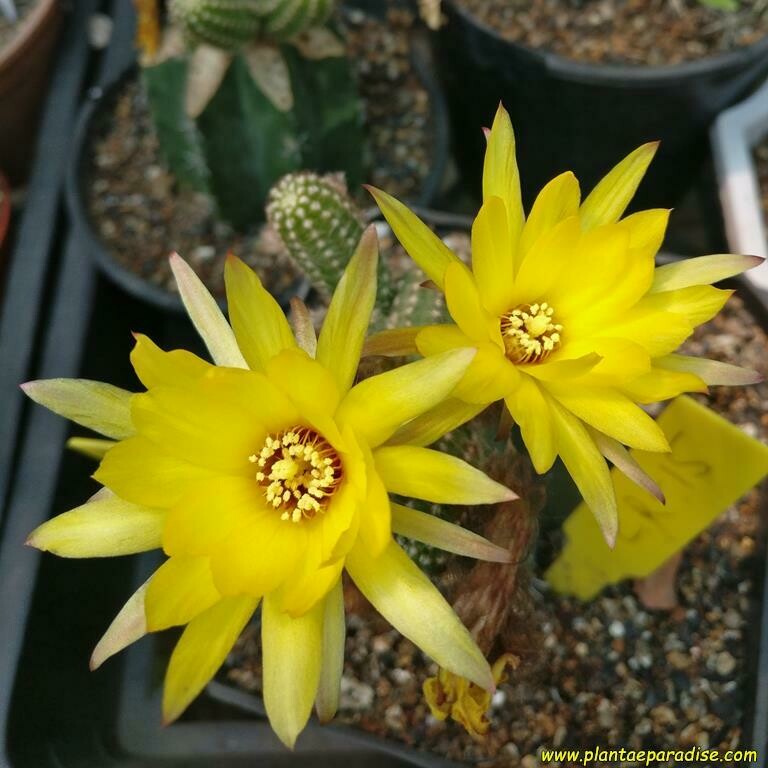 Chamaelobivia Virginia Sun (Peanut Cactus)