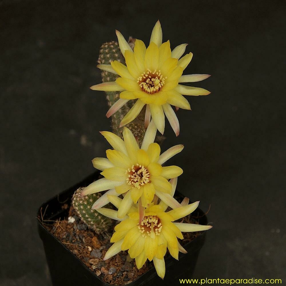 Chamaelobivia Virginia Sun (Peanut Cactus) Chamaelobivia Virginia Sun (Peanut Cactus) in full bloom with three yellow flowers