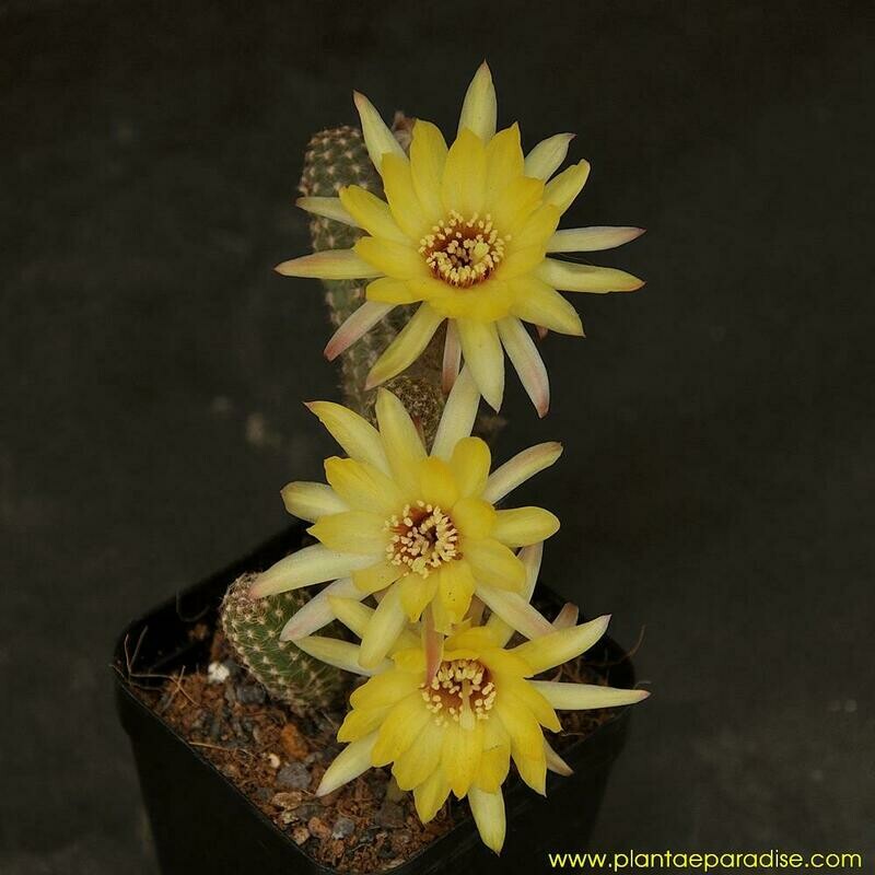 Chamaelobivia Virginia Sun (Peanut Cactus)