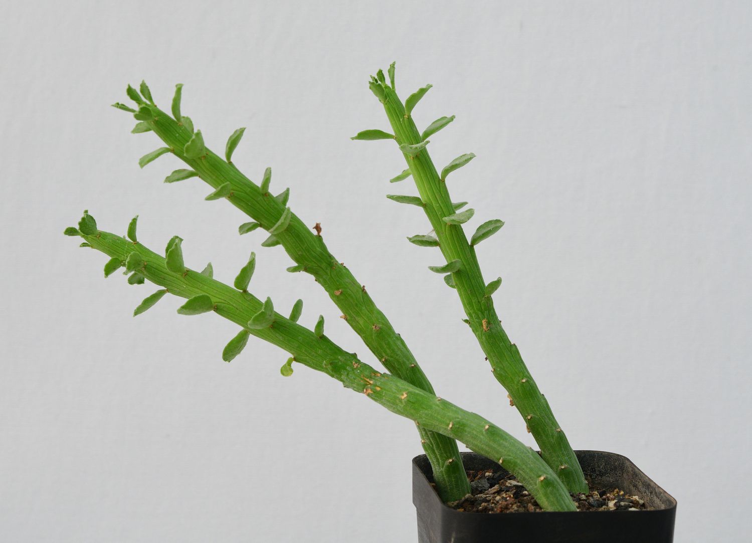 Monadenium ellenbeckii Octopus Arms