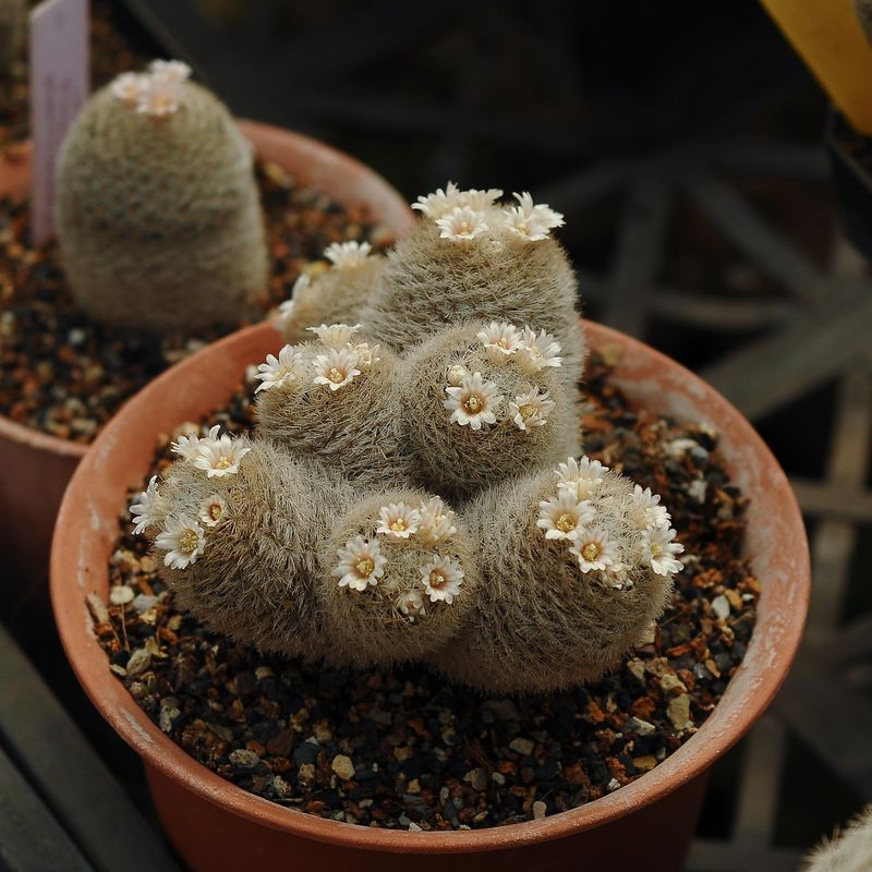 Mammillaria  viescensis  Torreon-with flower