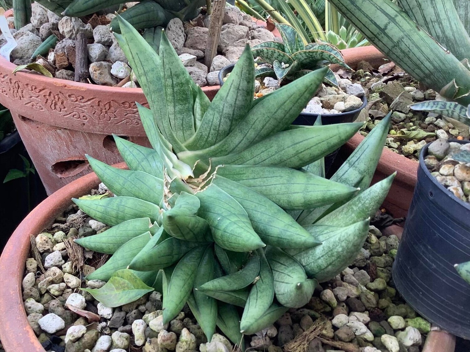 Sansevieria hybrid CH 15045 Sansevieria hybrid CH 15045 in terracotta pot with gravel, held in hand