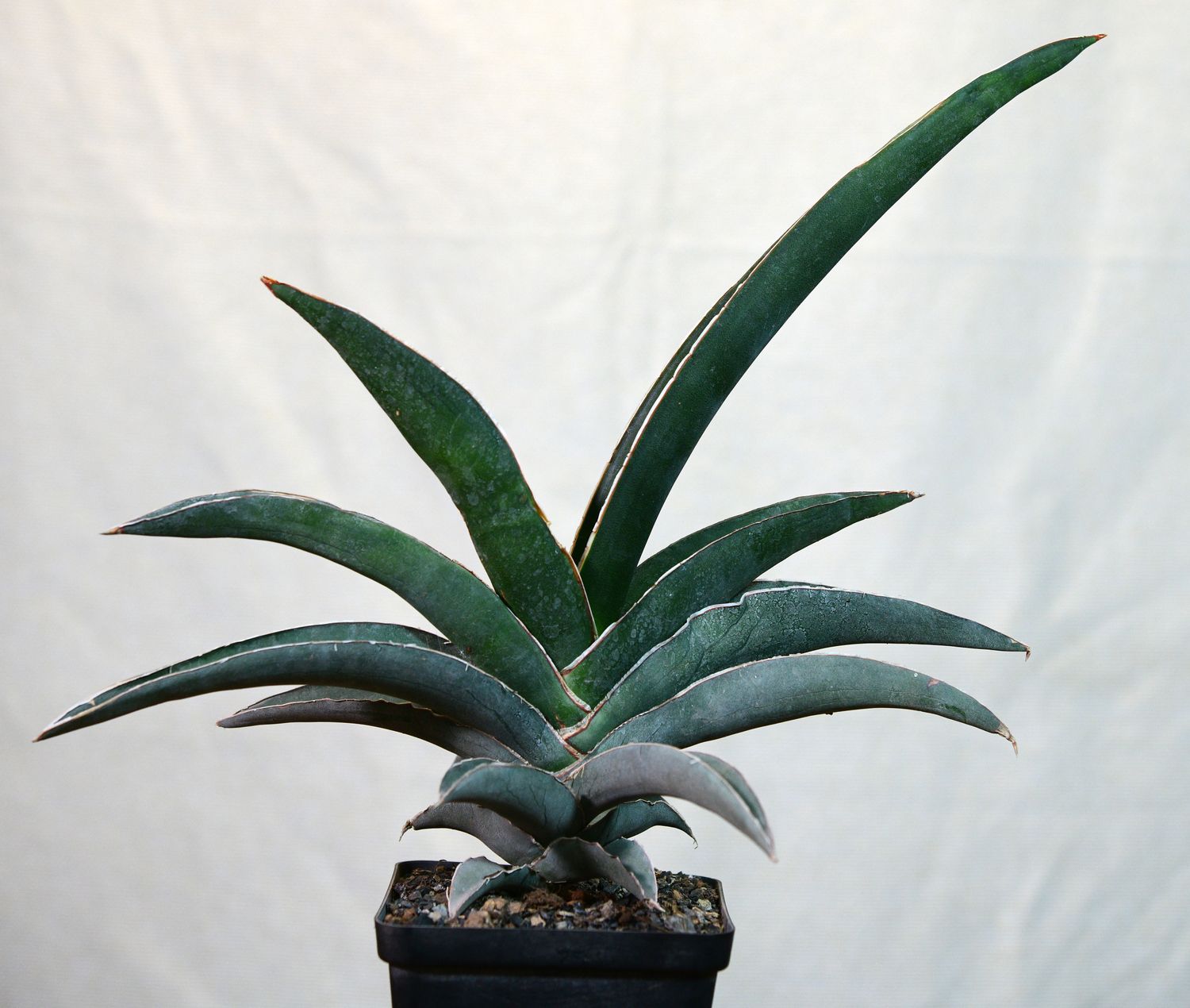 Sansevieria robusta blue front view