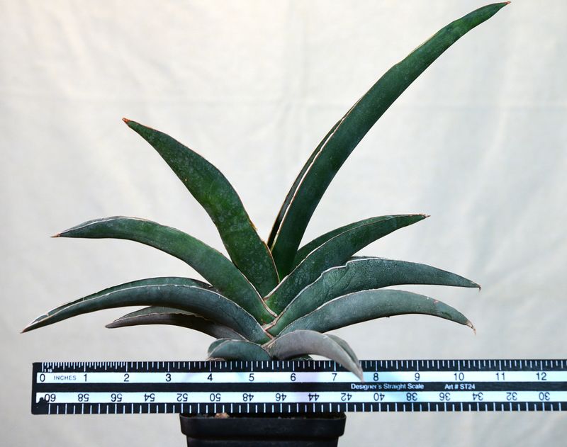 Sansevieria robusta blue with ruler for size reference