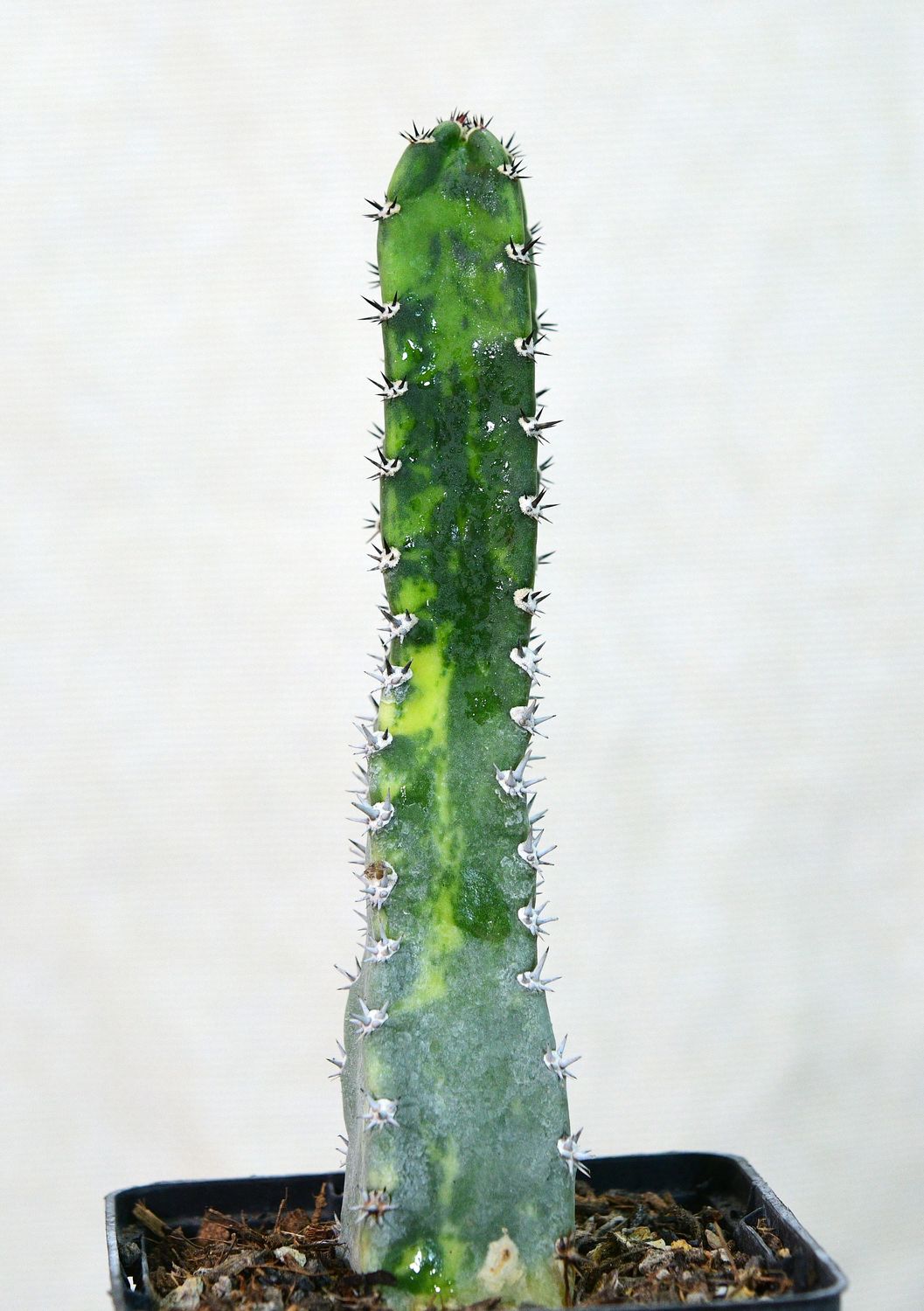 Variegated harrisia jusbertii in nursery pot