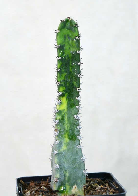 Variegated harrisia jusbertii in nursery pot