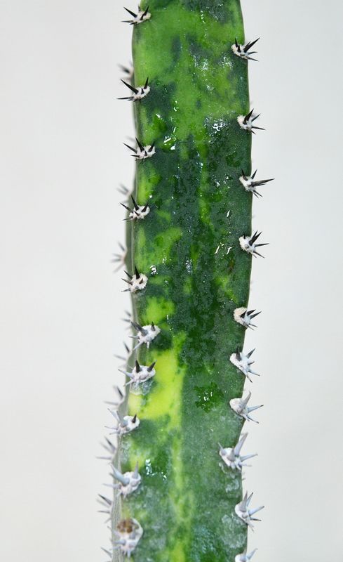Variegated harrisia jusbertii close-up of stem and spines